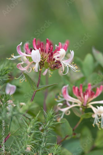 Close up of an Italian woodbine (lonicera caprifolium) flower in bloom