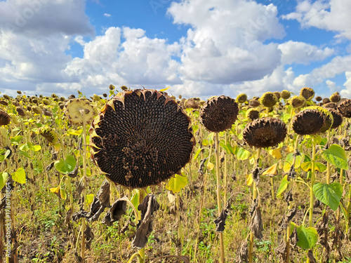 A field of ripe sunflowers against a blue sky in western Ukraine in summer. Taken with a phone camera