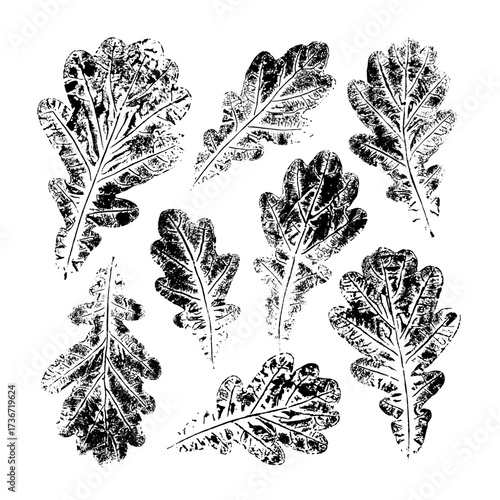 Isolated black stamps of oak leaves on white background. Leaf ink print. Set of plant imprint.