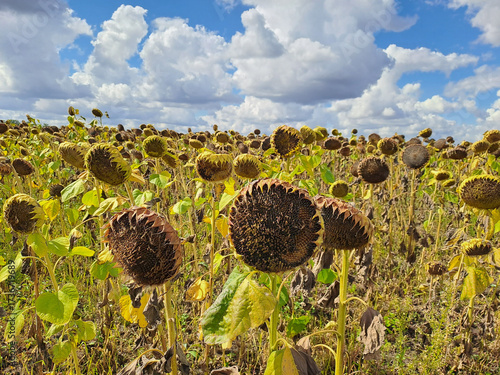 A field of ripe sunflowers against a blue sky in western Ukraine in summer. Taken with a phone camera