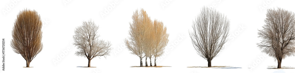 Fototapeta premium PNG of Five stylized trees showcasing seasonal changes—from golden hues to winter whites, revealing nature's beauty.