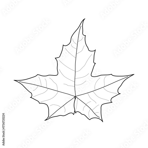 Black line maple leaf. Isolated black outline leaf of maple on white background