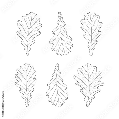 Set of black outline leaves of oak. Isolated black line oak leaves on white background.
