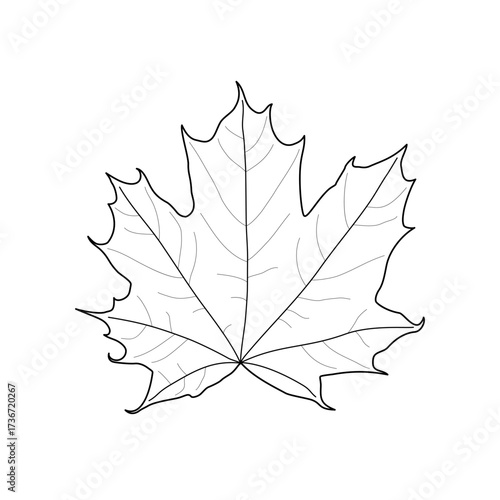 Black line maple leaf. Isolated black outline maple leaf on white background