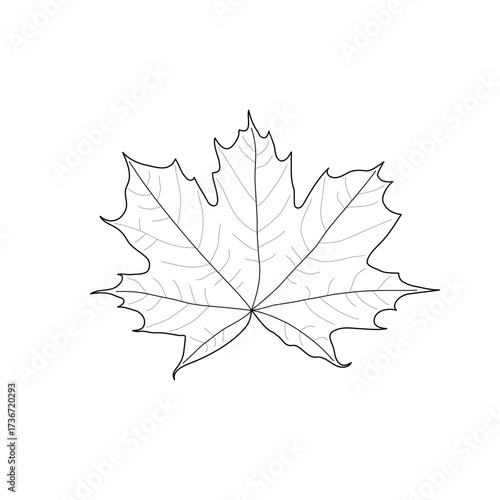 Isolated black outline leaf of maple on white background. Black line maple leaf