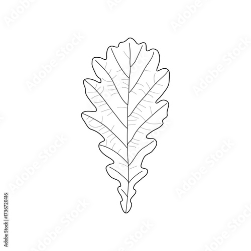 Black line leaf of oak. Isolated black outline leaf of oak on white background