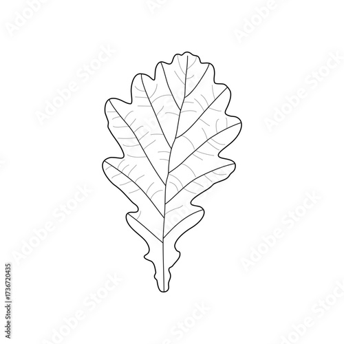 Black outline leaf of oak. Isolated black line oak leaf on white background.