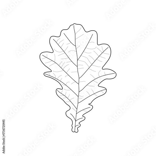 Black line leaf of oak. Isolated black outline leaf of oak on white background.