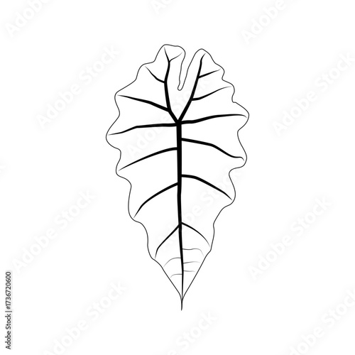 Black outline leaf of alocasia polly. Isolated black line exotic leaf of alocasia poly on white background.