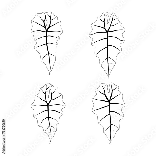 Set of black outline leaves of alocasia polly. Isolated black line exotic leaves of alocasia poly on white background