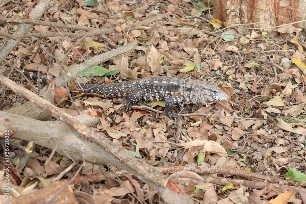 Fototapeta premium Teiu lizard walking calmly on dry leaves