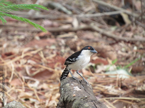 Choró-boi -Taraba major- Sitting on the dry log