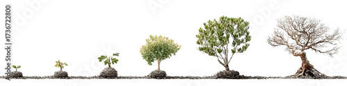 PNG of A visual progression of tree growth from seedling to mature tree, showcasing the stages of life and resilience.