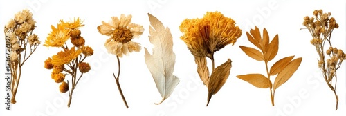 Collection of Dried Wild Flora: Medicinal Herbs on White Canvas for Natural Remedies