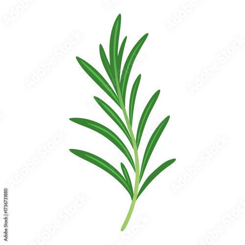 Beautiful rosemary watercolor flower vector design.