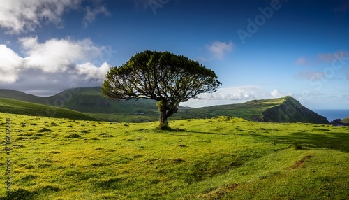 uma arvore solitaria num campo de erva dos acores