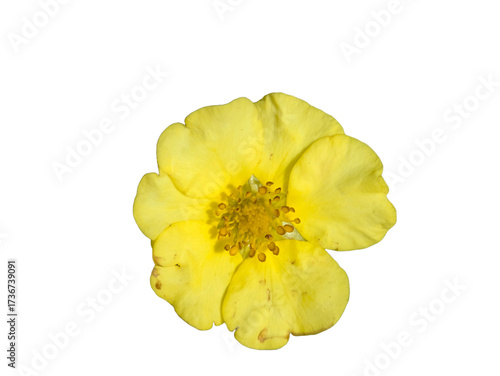 PNG, Vibrant Yellow Cinquefoil Cutout: Five-petal flower perfectly isolated, a cheerful, high-quality resource for designers