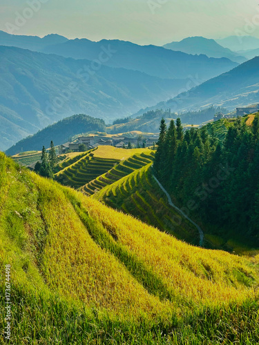  Scenic view of Longji Rice Terraces in Guangxi, China, with golden fields and morning mist enveloping distant hills