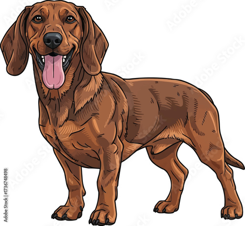 Alpine Dachsbracke dog standing happy panting vector illustration
