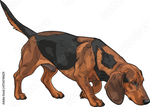 Alpine Dachsbracke dog sniffing ground working vector illustration