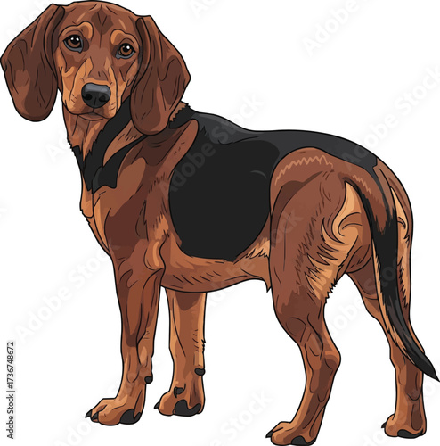 Alpine Dachsbracke dog standing looking back over shoulder 