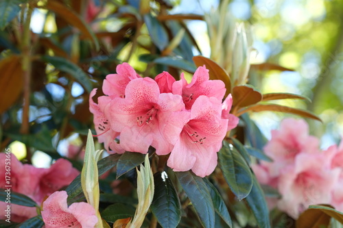 Rhododendron