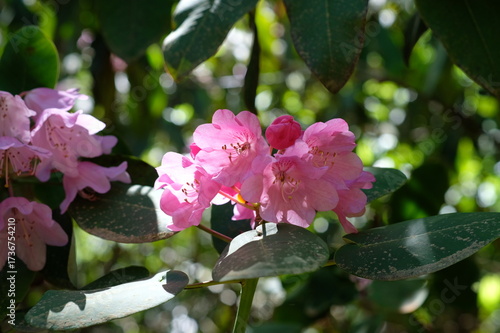 Rhododendron