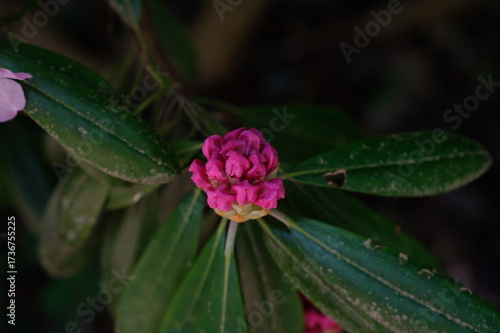 Rhododendron