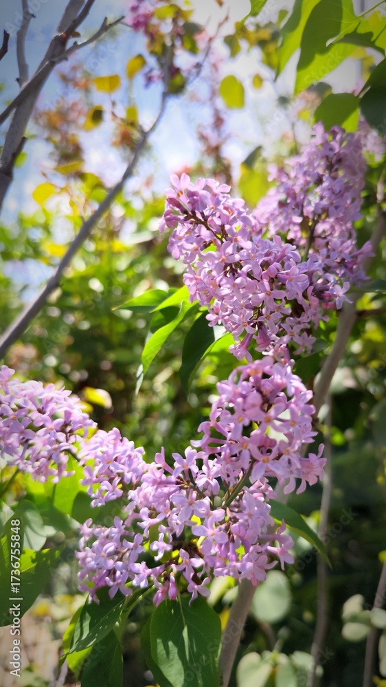 Obraz premium pink lilac flowers