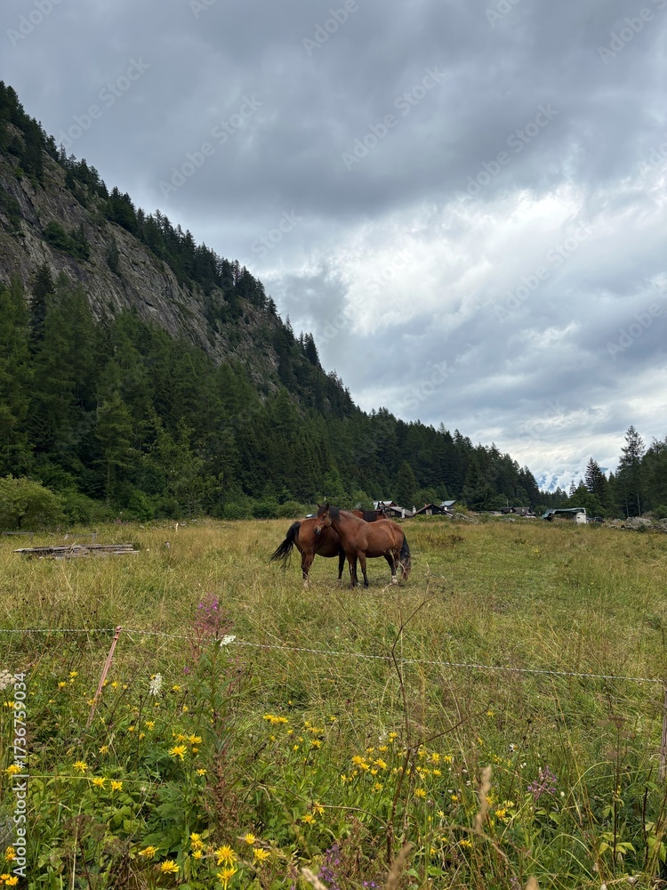 Fototapeta premium horse in the mountains