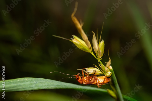 Obraz na płótnie bee on a flower
