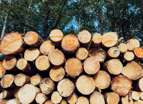 Piles of thick pine logs stacked outdoors, natural wood background for forestry and eco energy themes