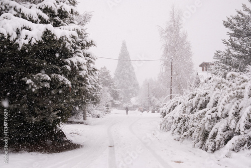 Serene Snowy Path in Villa Catedral (Bariloche) Forest, Patagonia Nature and Extreme Cold