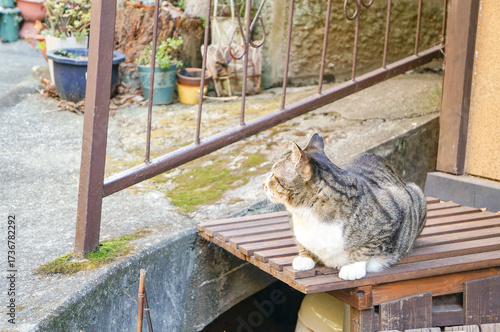 田舎町の民家の庭で丸まっている猫の姿