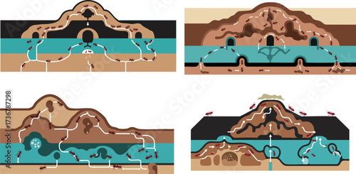 Ant colony crosssection showing underground tunnels and chambers near water source