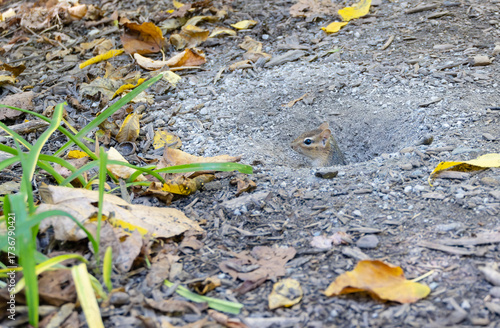 A Cute Chipmunk Sticking His Head Out of the Burrow