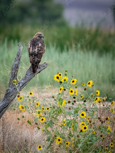 Red tail hawk perched on a bare branch near a bed of sunflowers looking for prey