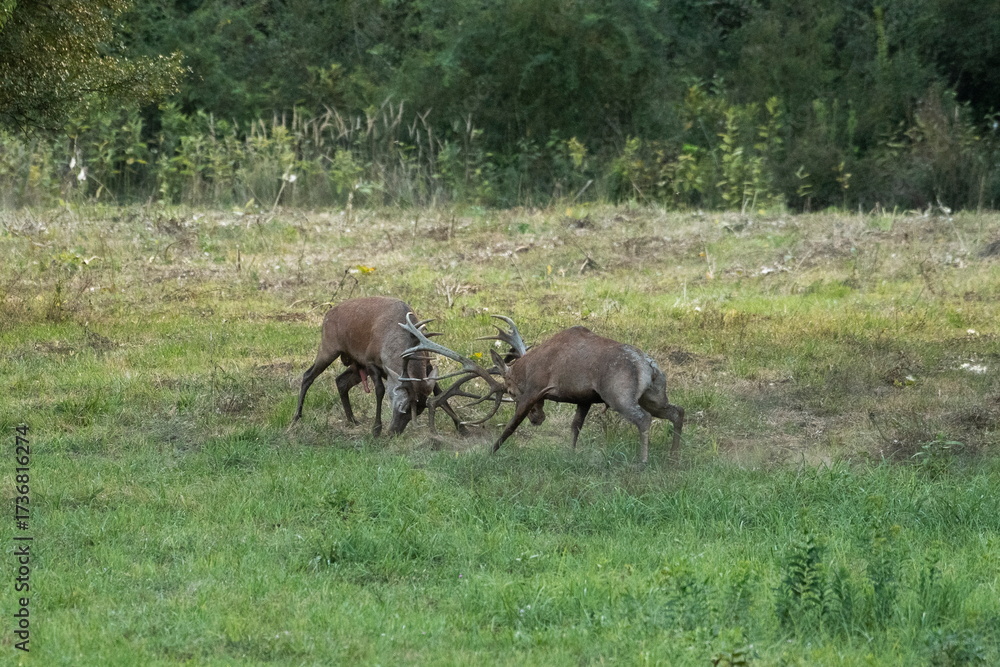 Fototapeta premium The fight of large deer in the natural habitat 