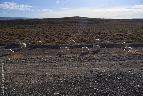Rural scene, a herd of Creole goats walking on the side of a road in Neuquen, Argentina, where transhumance is common.