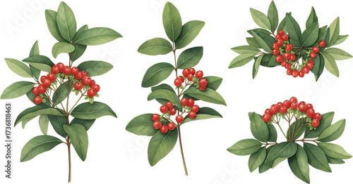 Collection of five botanical illustrations featuring green leaves and clusters of red berries on transparent backgrounds Plant Nature Flora Organic Seasonal