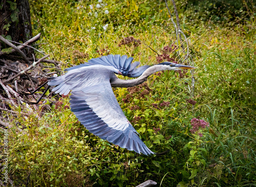 Closeup of a Blue Heron in Flight