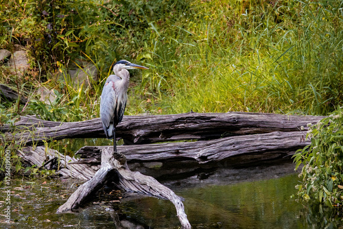 Blue Heron Standing on a log with Green Background