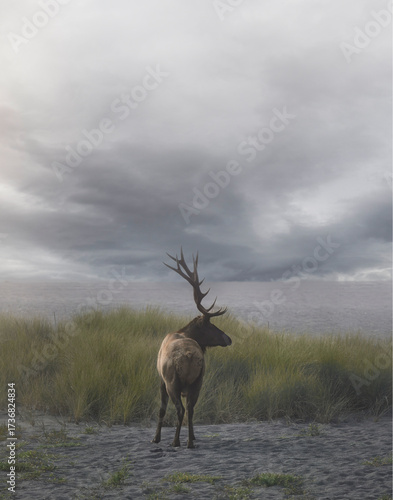 Bull Elk standing alone