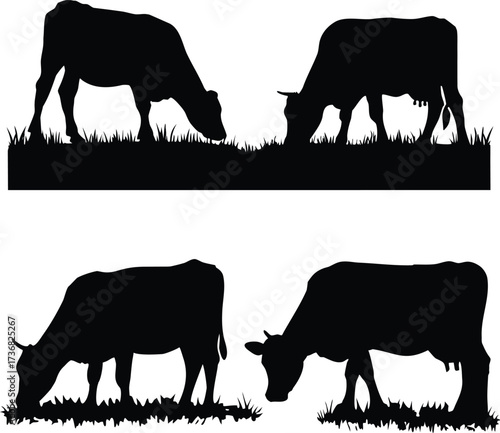 Four black cow silhouettes grazing in grass isolated on white background silhouette