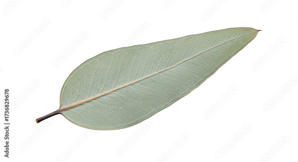 Fototapeta premium Eucalyptus Leaf on Black Background with Detailed Venation