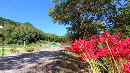 flowers in the mountains