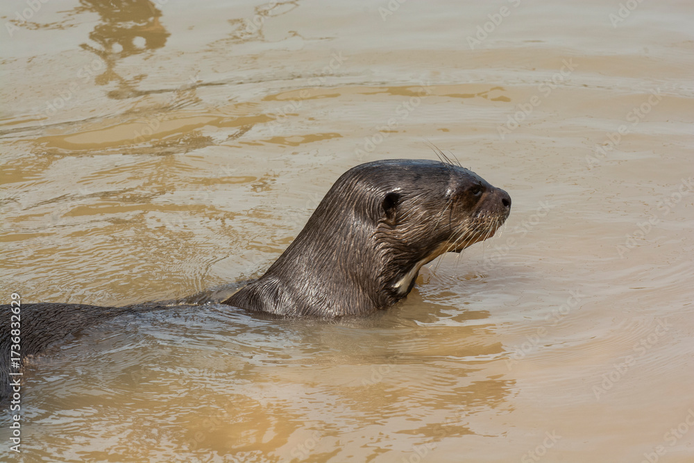 Fototapeta premium Giant river otter ,Pteronura brasiliensis, Endangered specie,Cuiabá River,Pantanal, Mato Grosso, Brazil