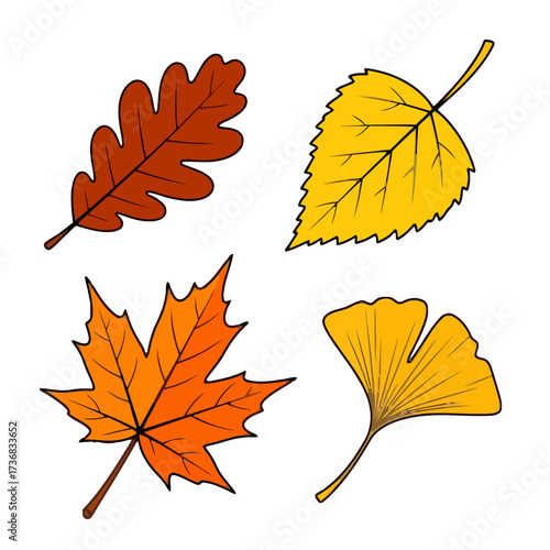 Collection four colorful autumn leaves, including oak, maple, birch, and ginkgo