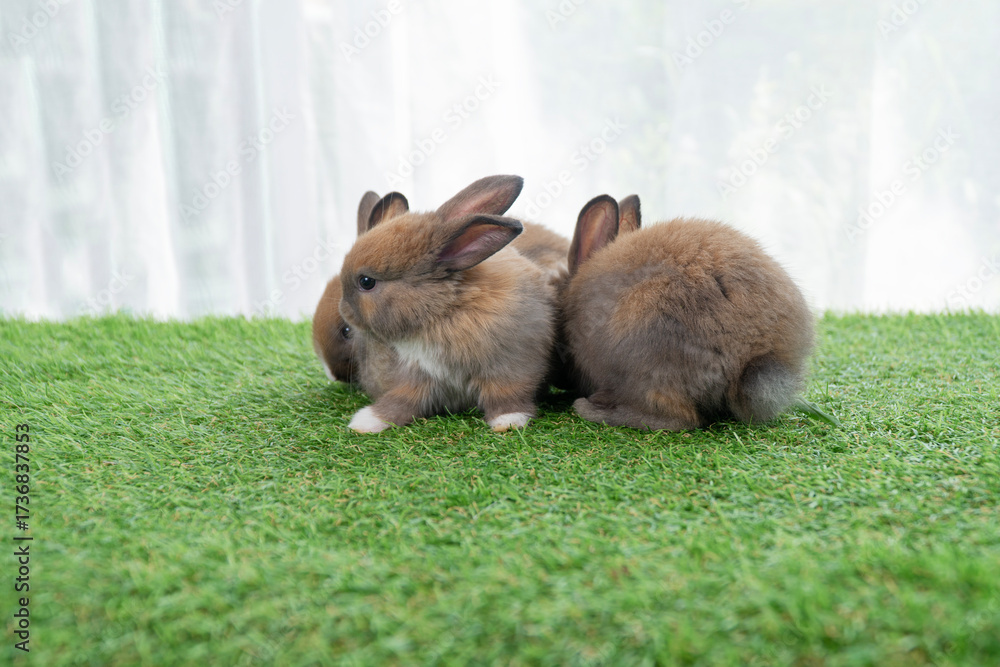 Fototapeta premium Adorable baby rabbits ears bunny sitting together on the green grass. Family tiny furry baby brown white bunny rabbits playful on the meadow. Easter family animal pet bunny concept.