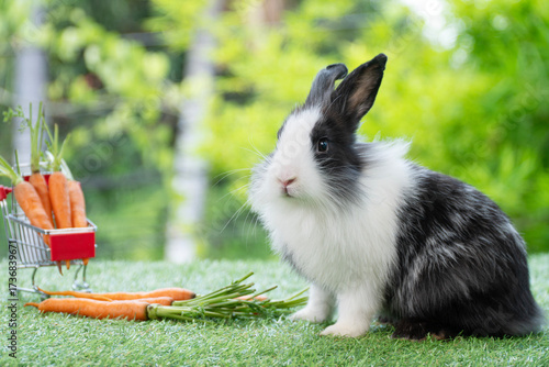 Healthy bunny rabbit sitting on green grass blurred fresh natural background. Cuddly lovely rabbit black white bunny playful curiosity meadow bokeh spring green tree background. Easter animal pet.